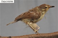 藏品(黃眉柳鶯)的圖片